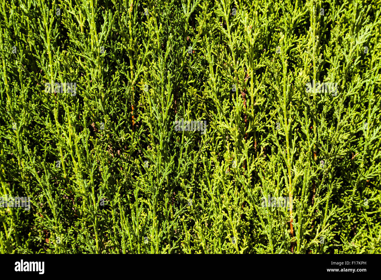 Plenty of details in this green hedge background Stock Photo