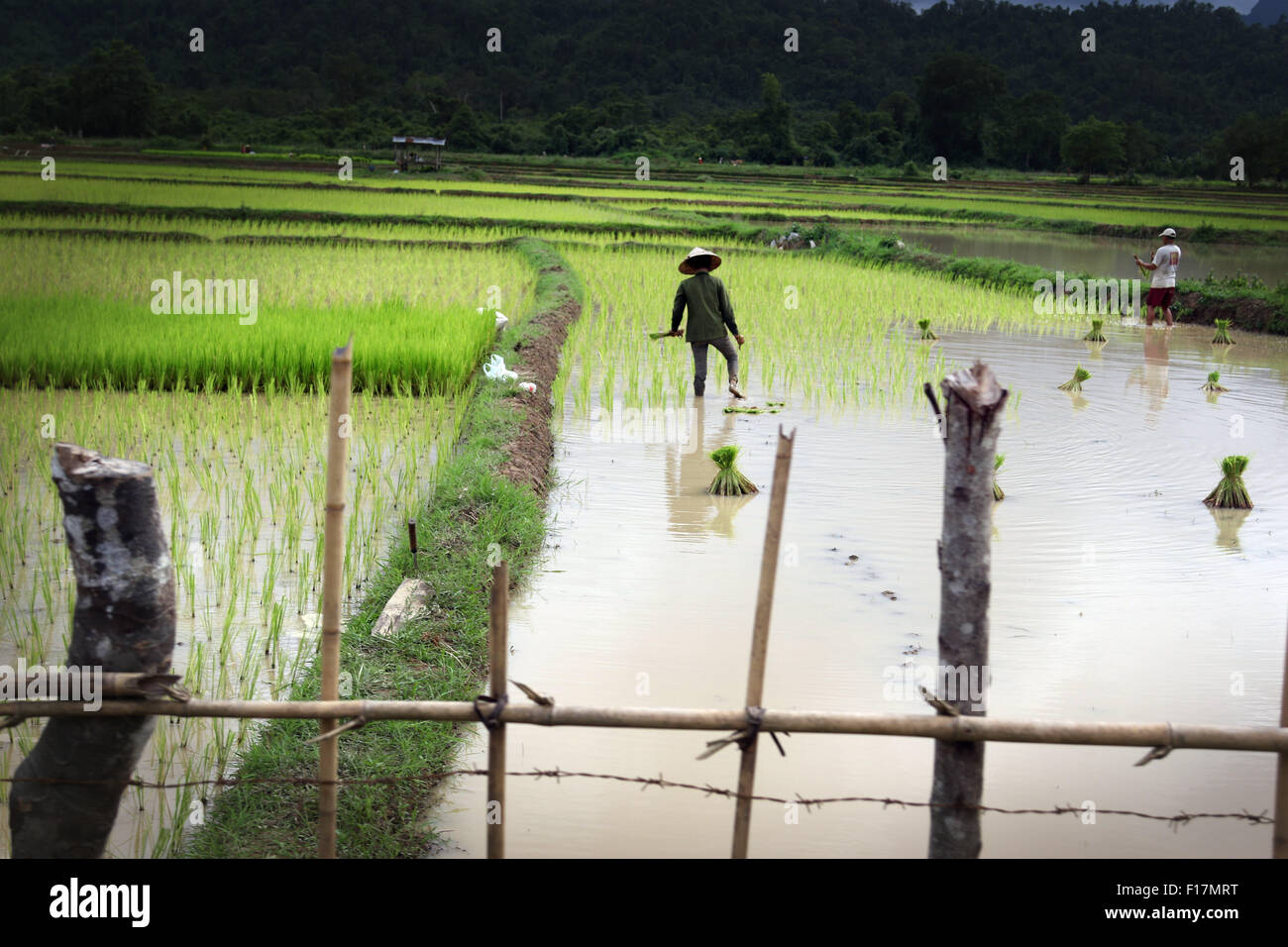 Rice field paddy fields workers rustic scenic Stock Photo