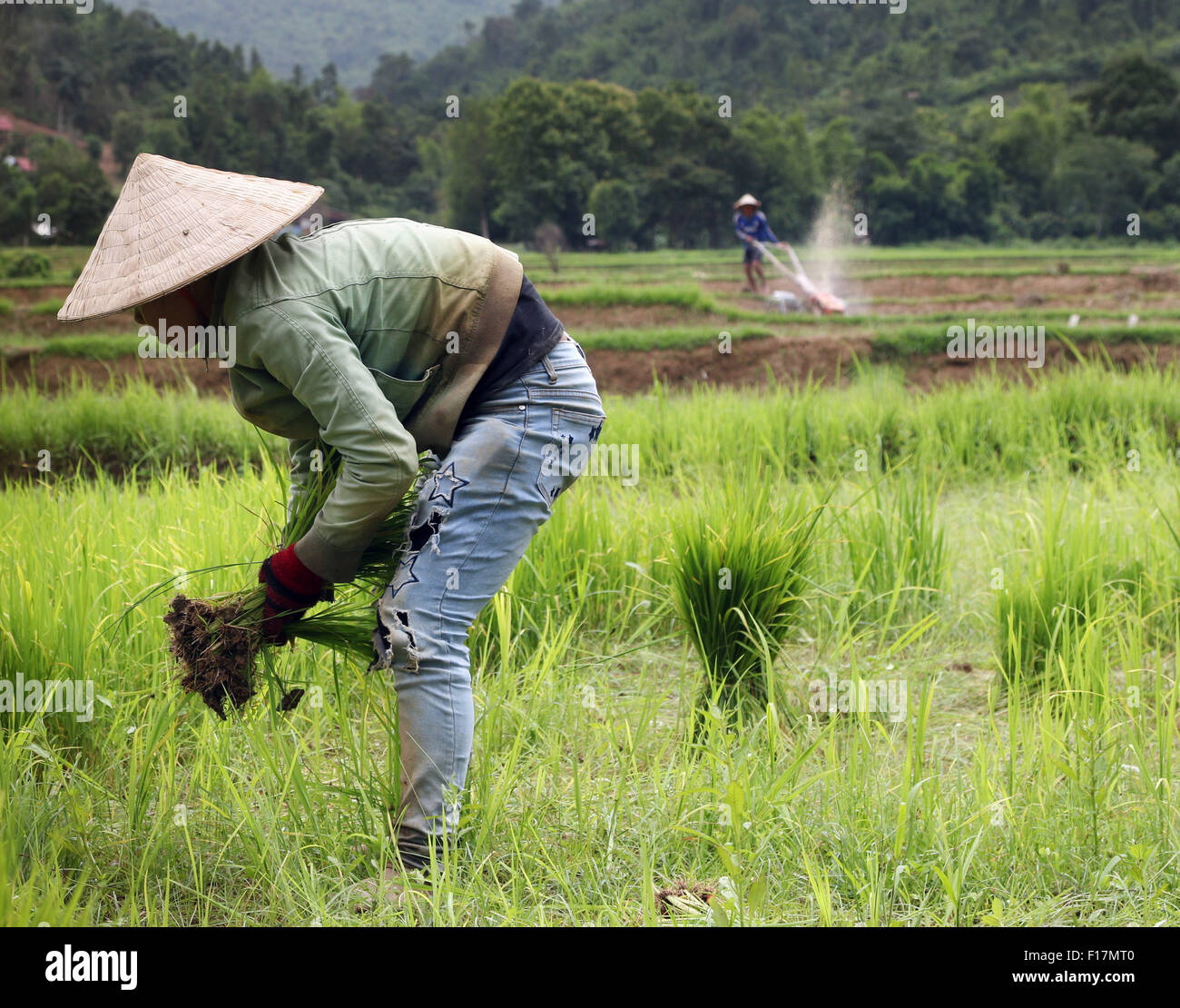 Rice field paddy fields workers rustic scenic Stock Photo