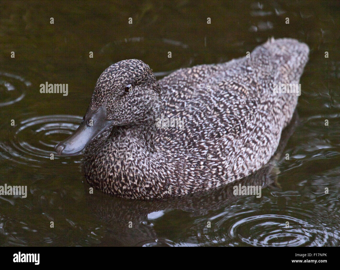 Freckled Duck (stictonetta naevosa) female Stock Photo