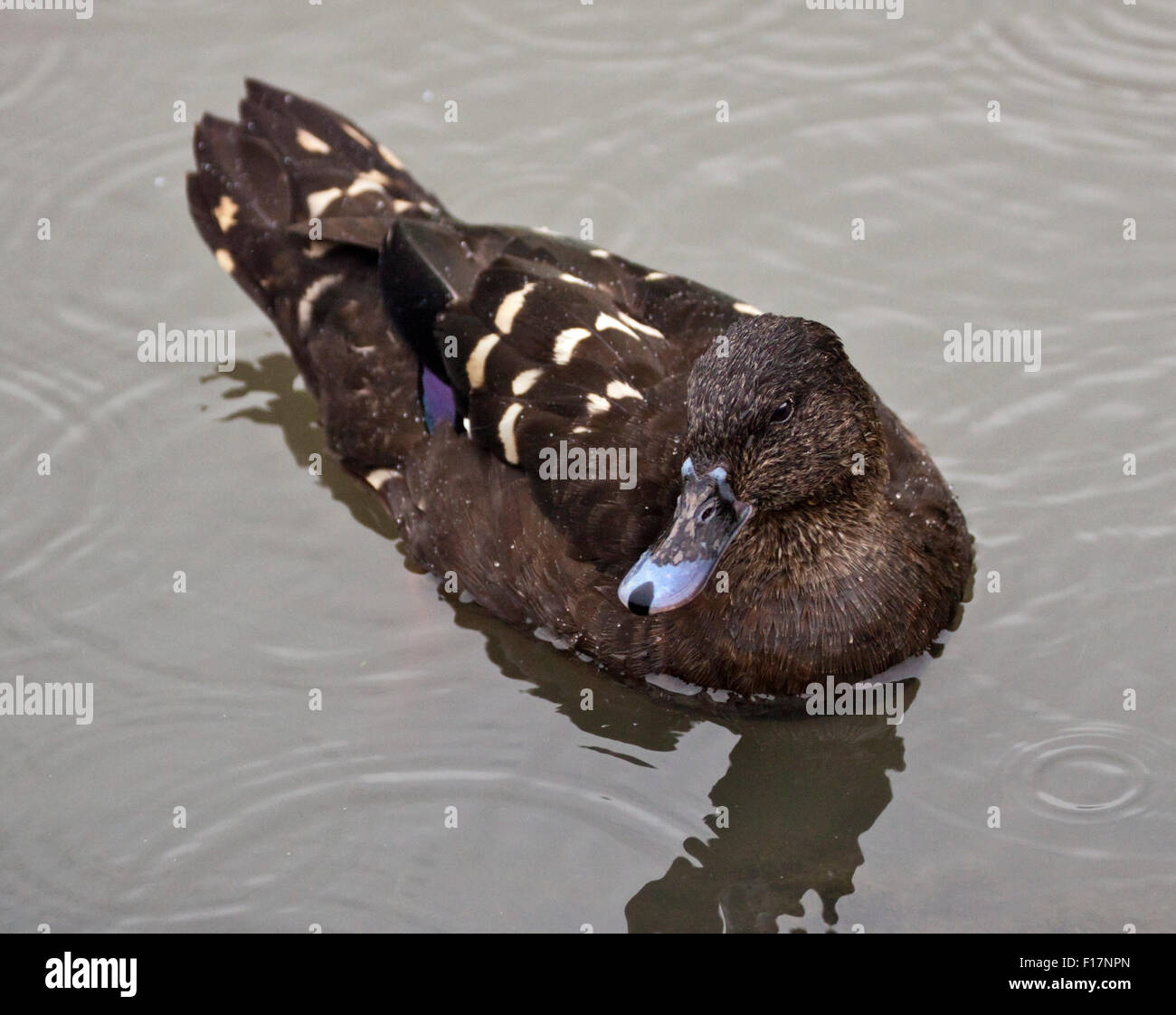 African Black Duck (anas sparsa) Stock Photo