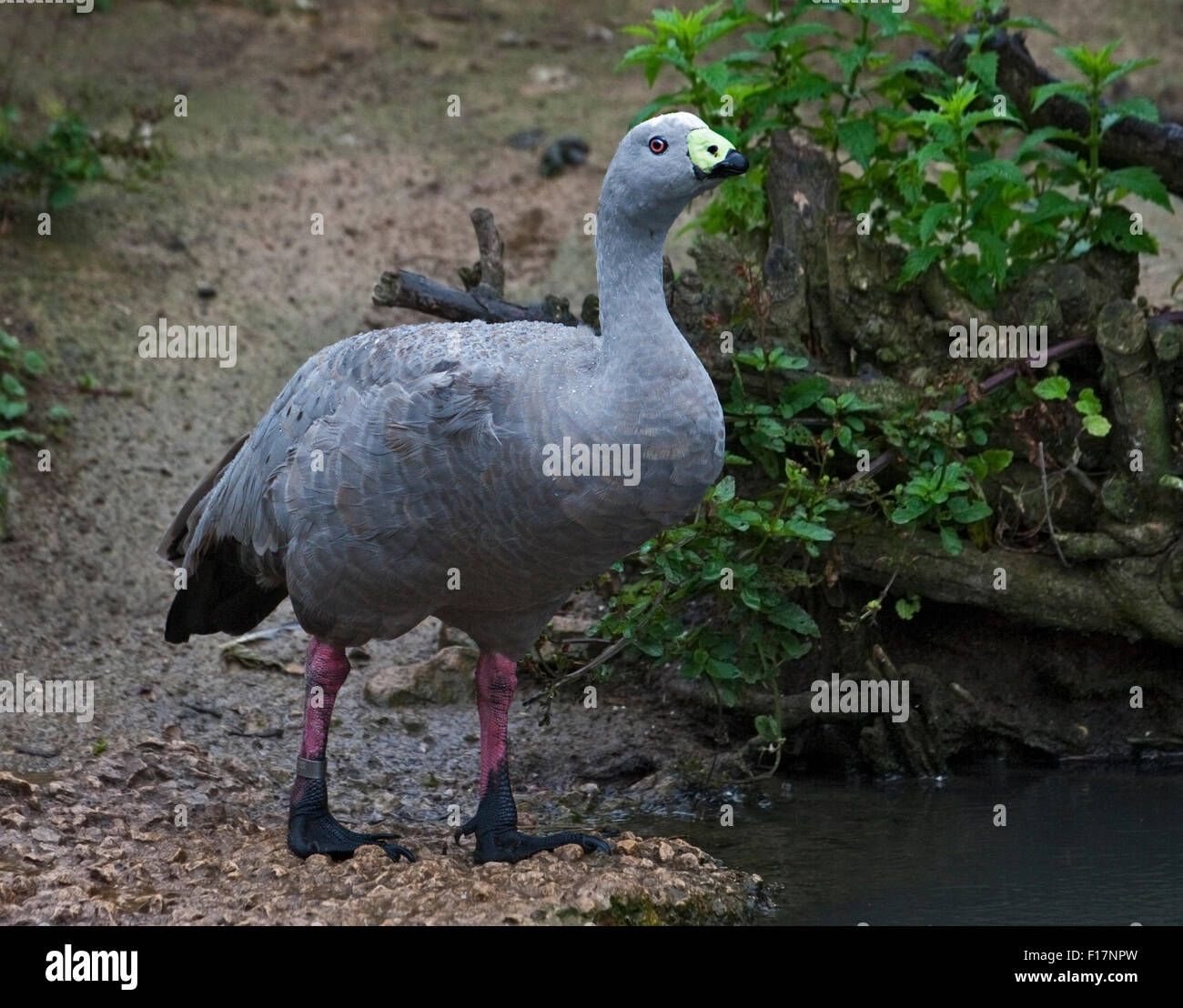 Cape Barren Goose (cereopsis novaehollandiae) Stock Photo