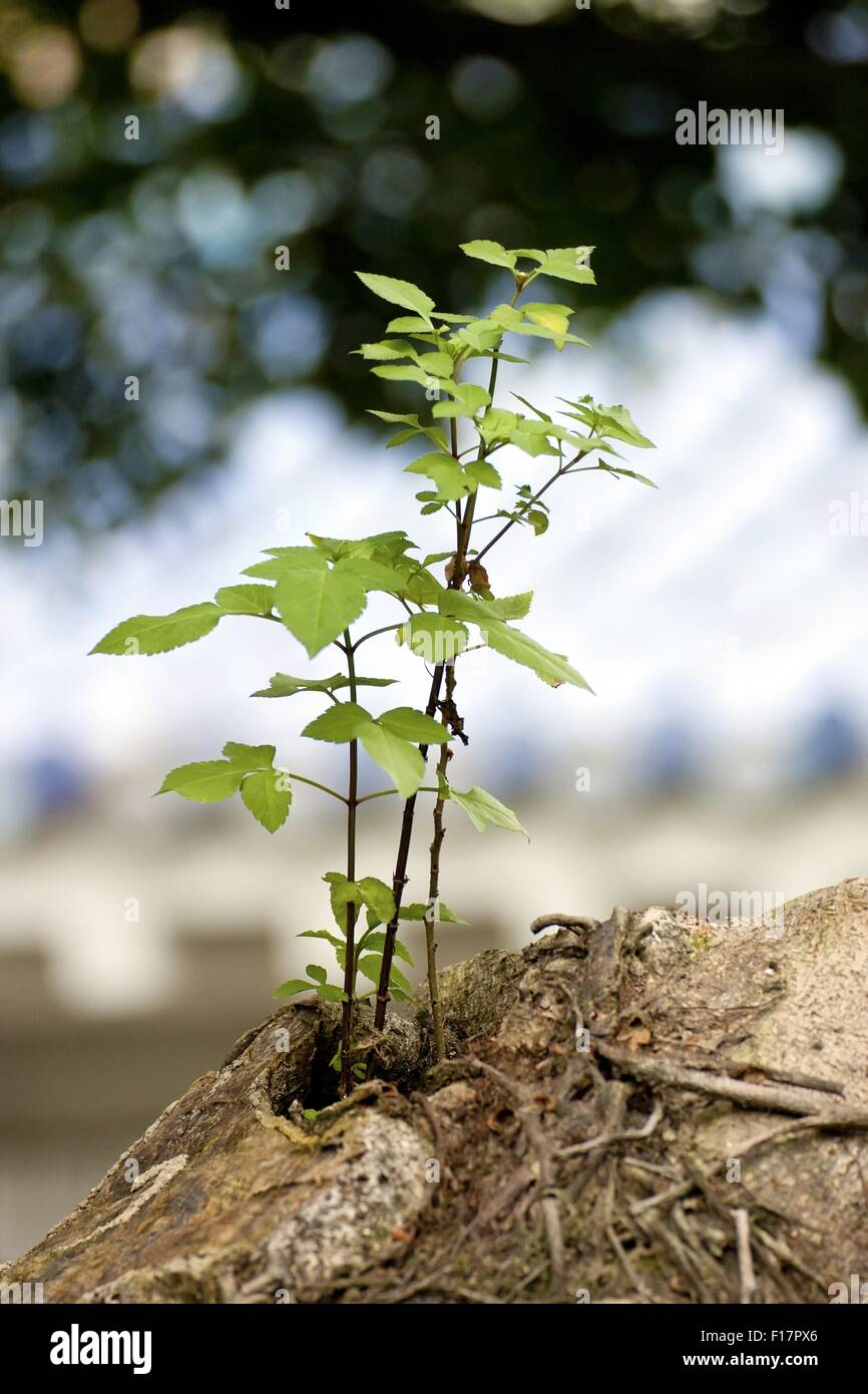 plant on tree Stock Photo