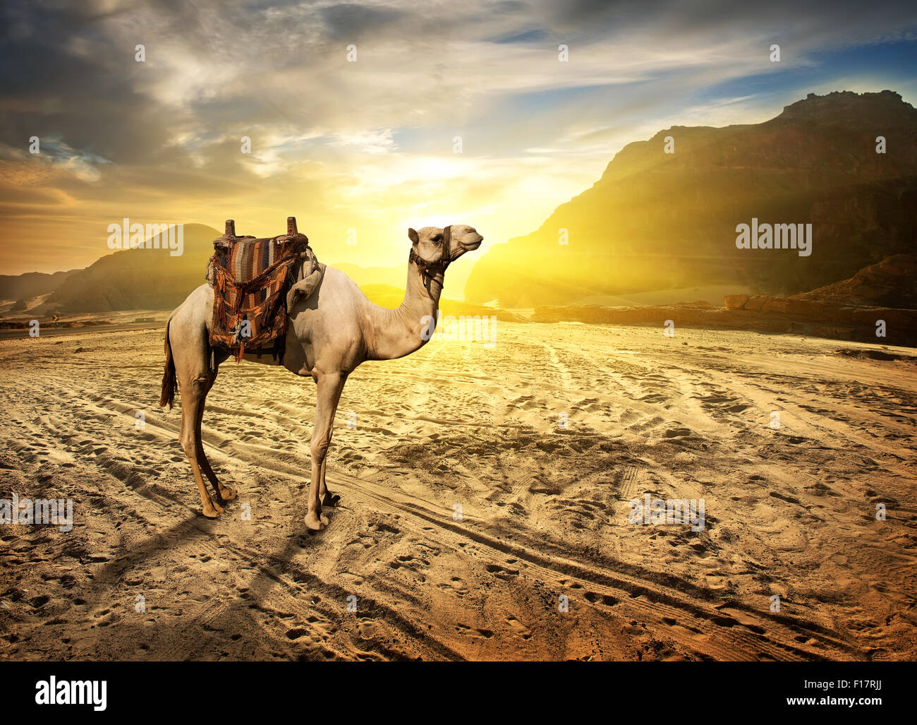 Camel in sandy desert near mountains at sunset Stock Photo