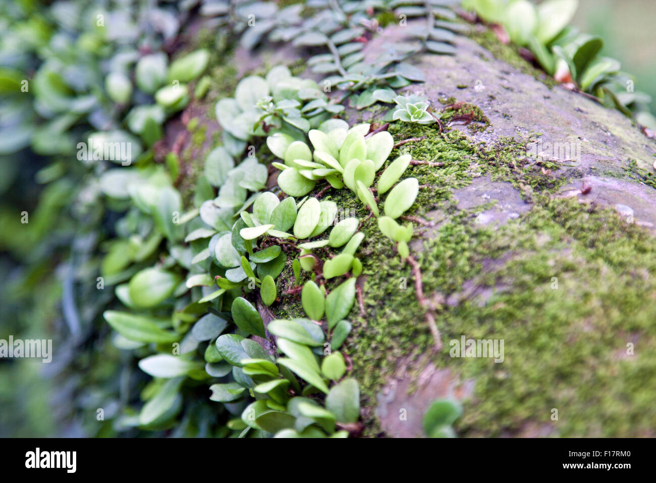 plants on wood Stock Photo