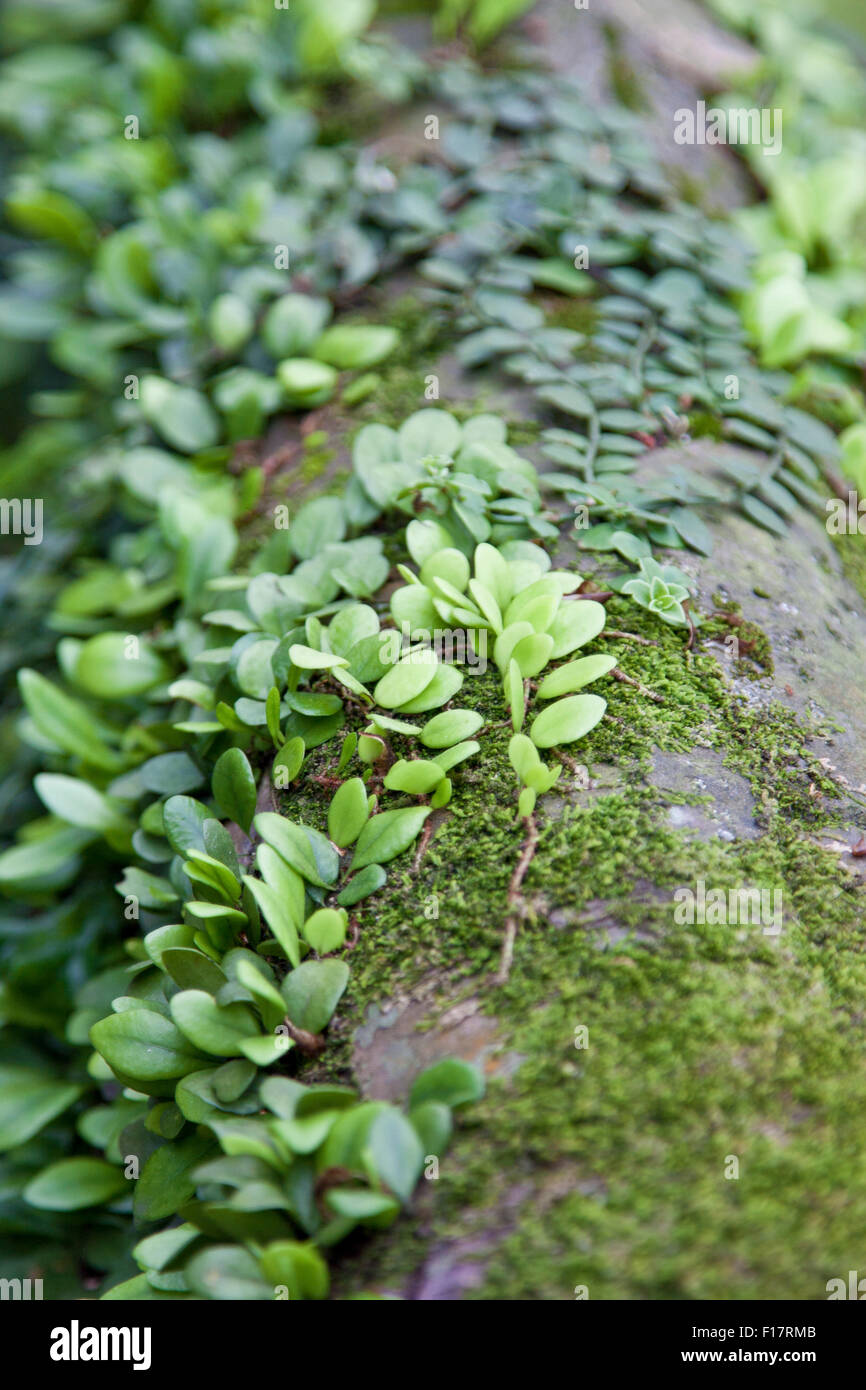 plants on wood Stock Photo