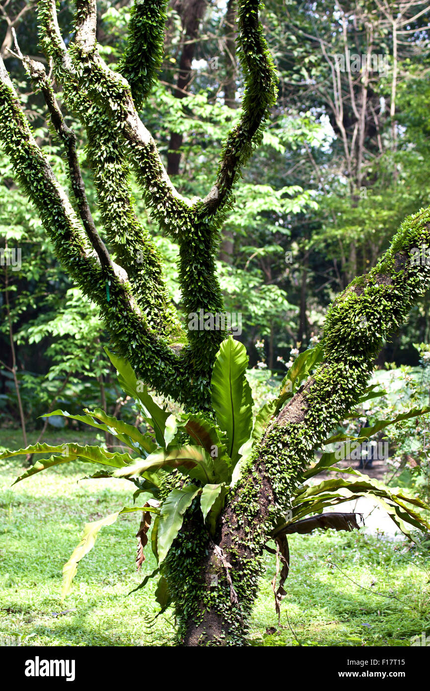 plants on tree Stock Photo