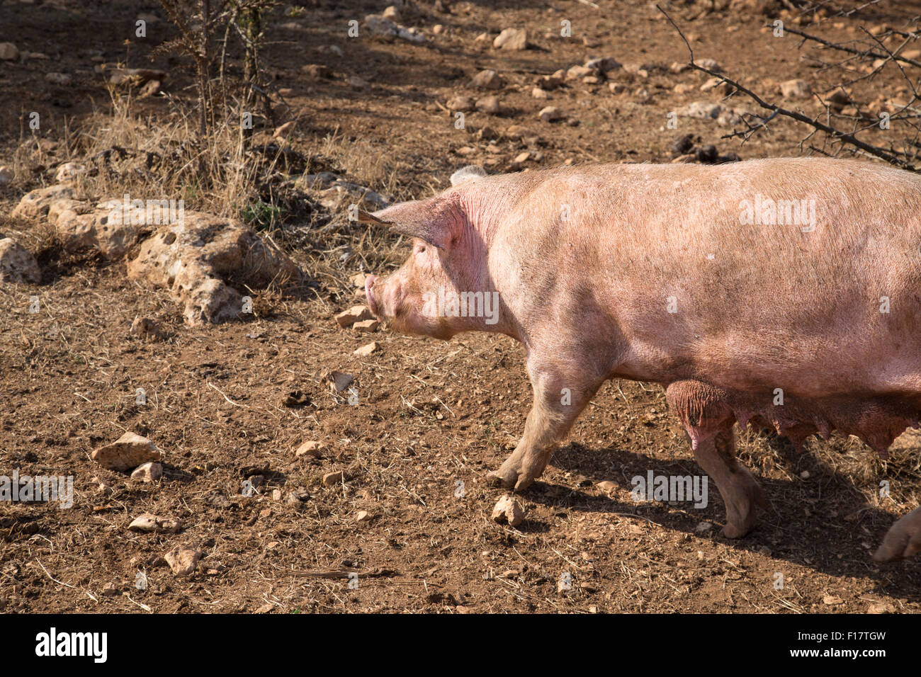 Pigs breeding in Italy biological farm "Querceto", Putignano, Bari