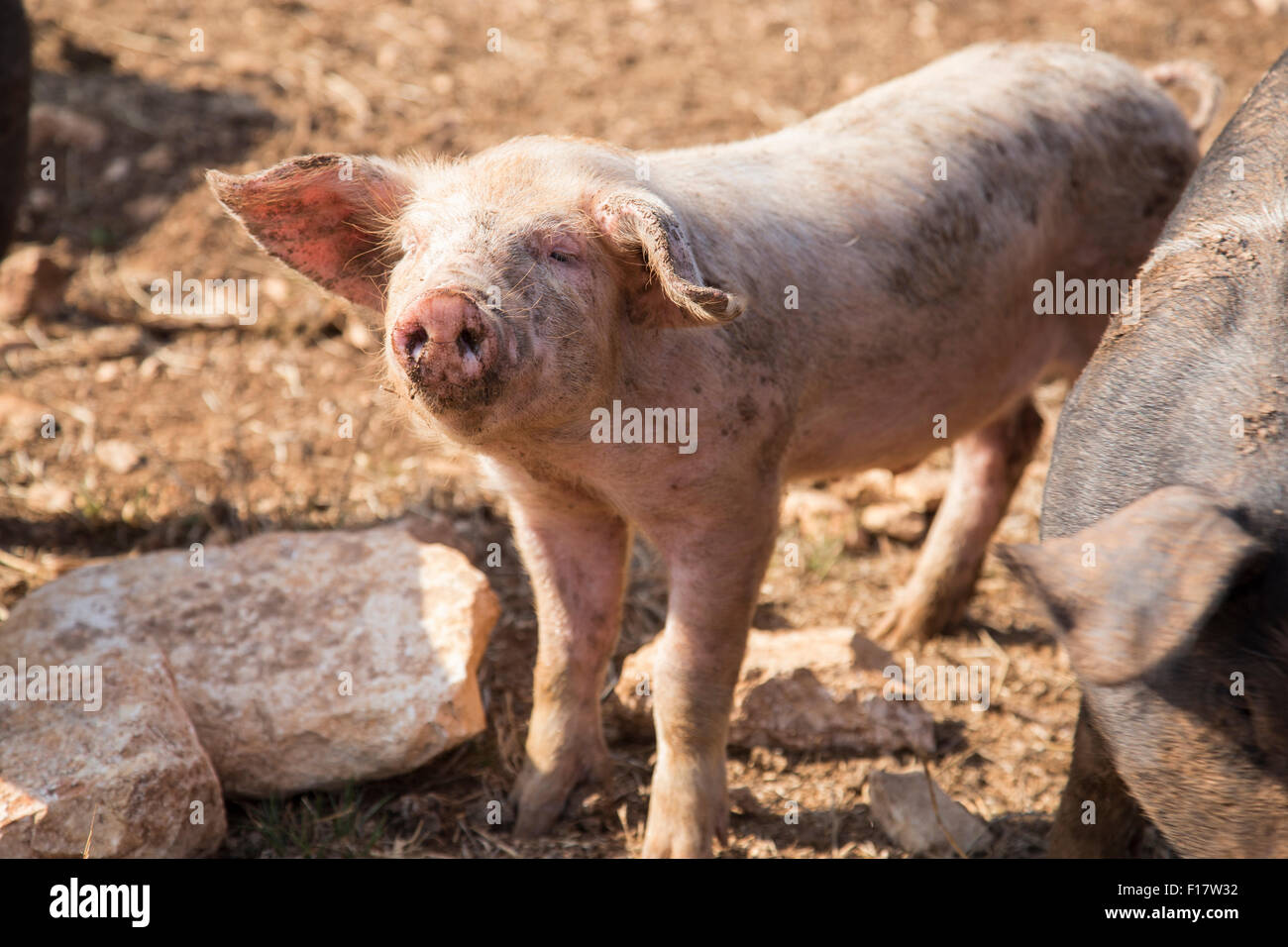 Pigs breeding in Italy biological farm "Querceto", Putignano, Bari