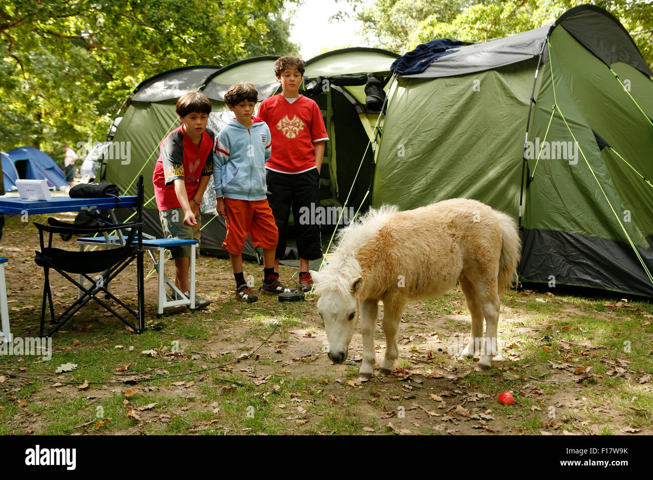 Camping in the New Forest, England Stock Photo