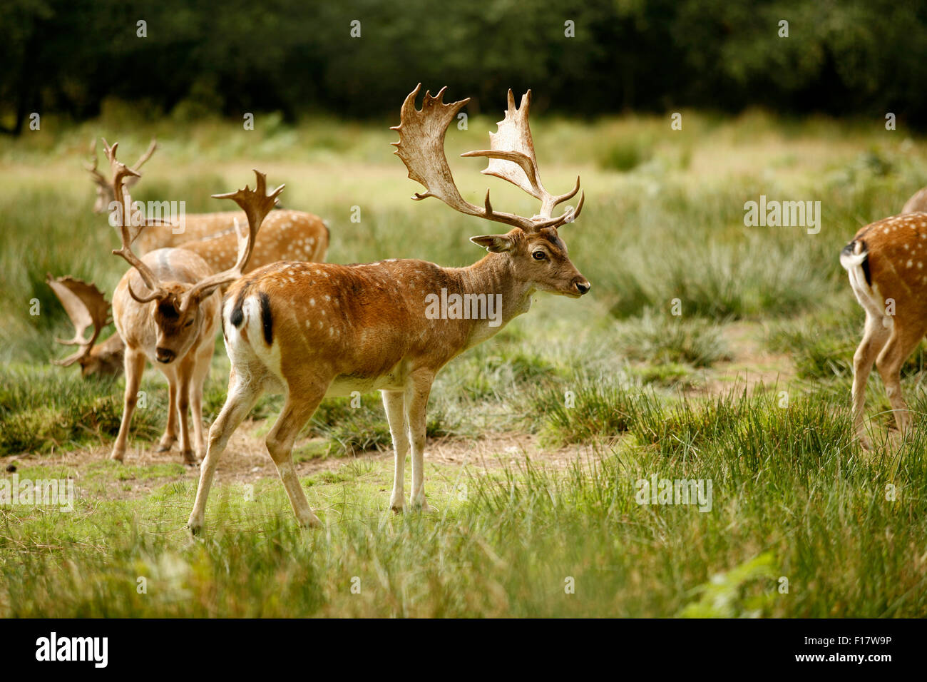 New Forest fallow deer, England Stock Photo