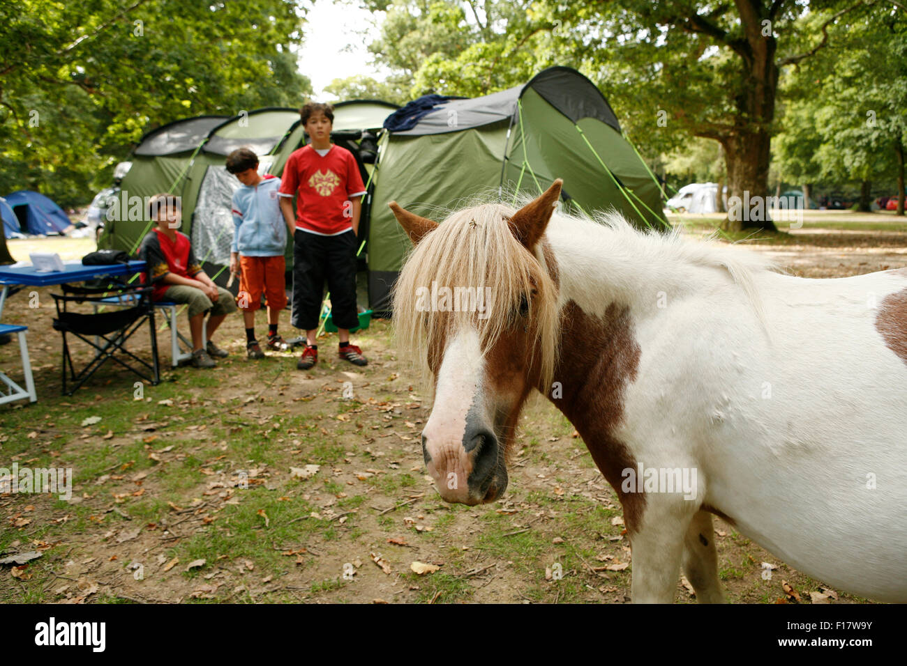 Camping in the New Forest, England Stock Photo