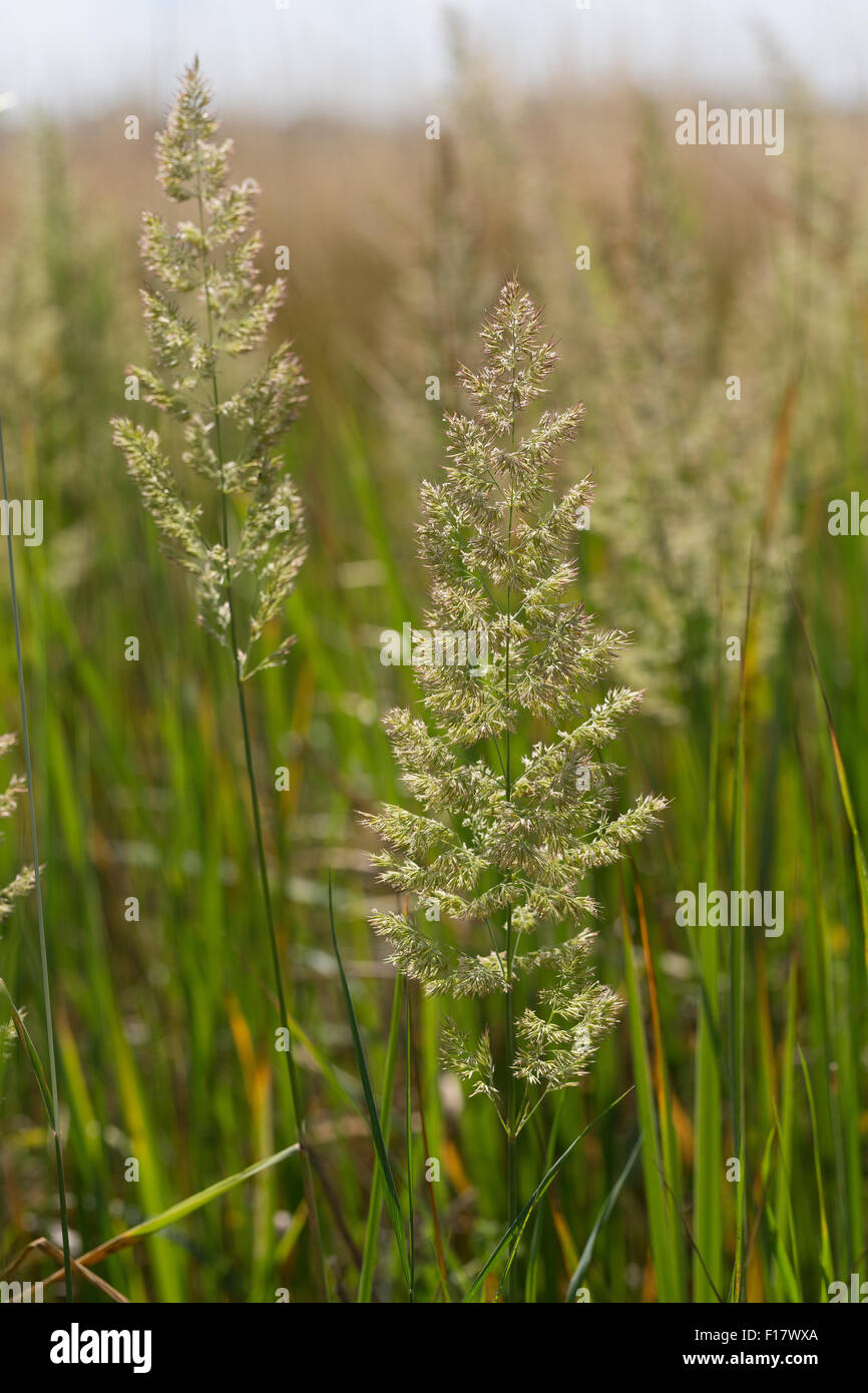 Wood small-reed, bushgrass, Land-Reitgras, Landreitgras, Sand-Reitgras, Calamagrostis epigejos, Calamagrostis commun Stock Photo