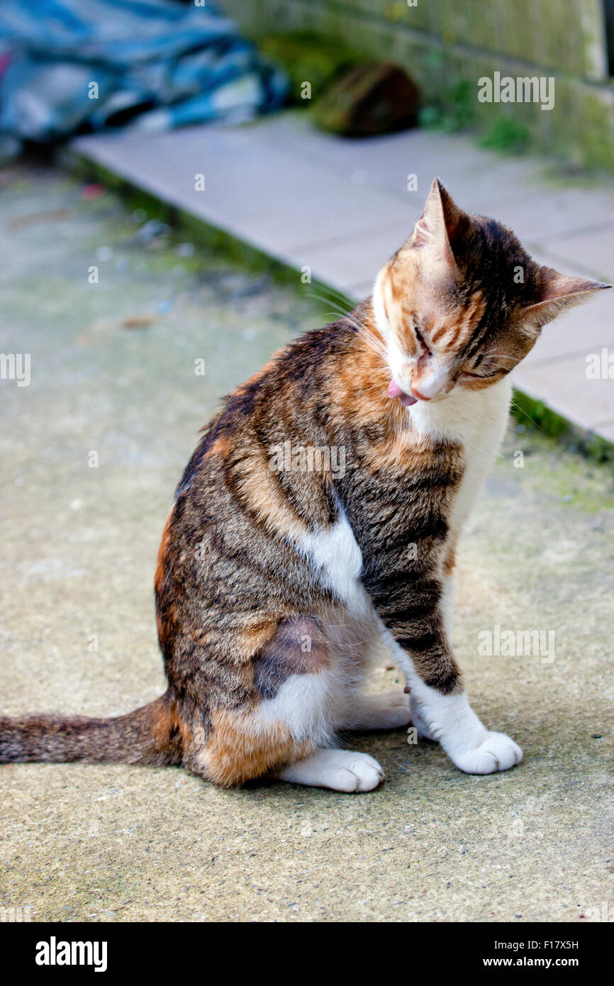 Black stripes hires stock photography and images Alamy