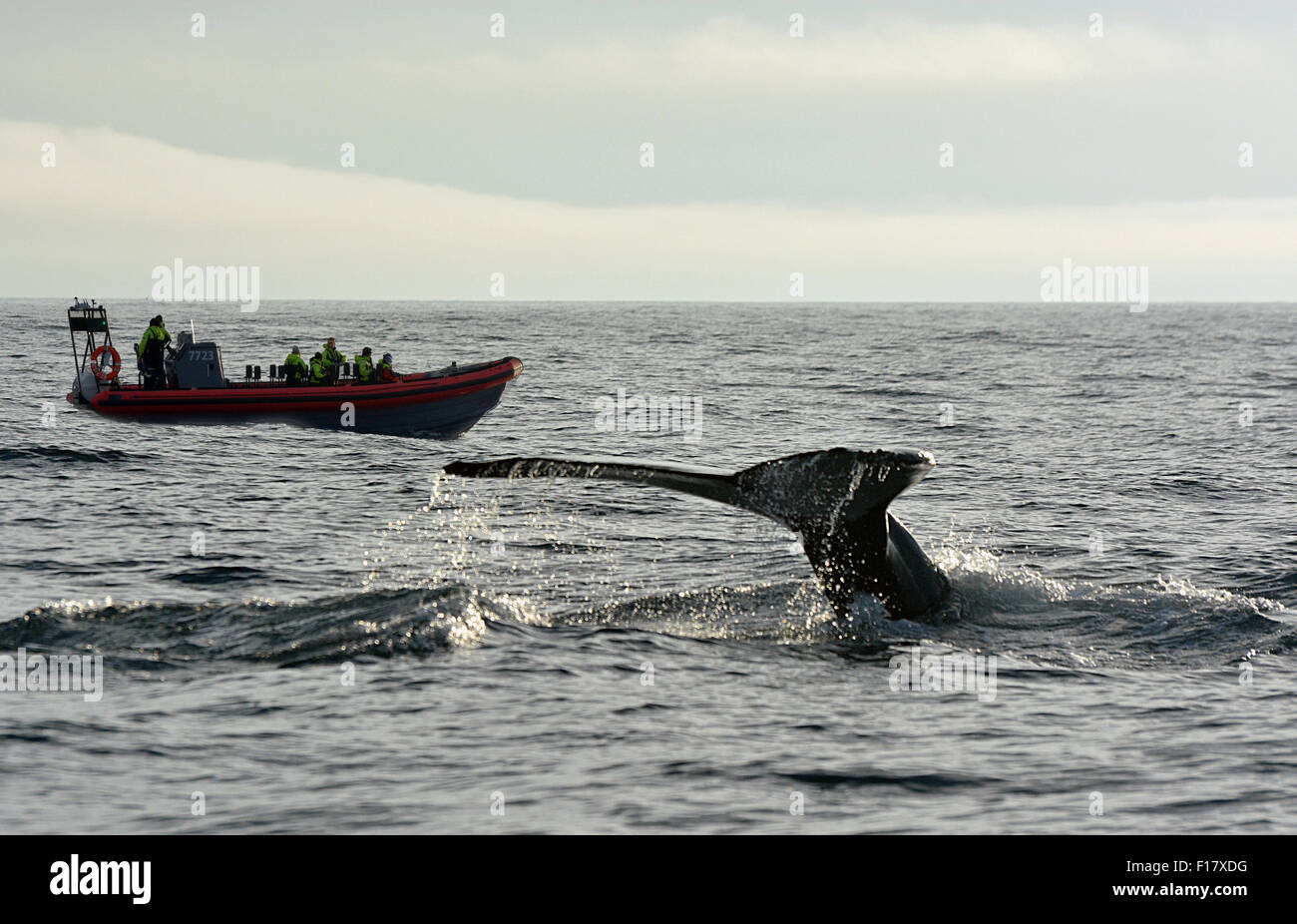 Whale tail, whale watching Stock Photo