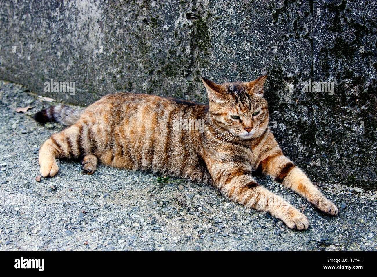 protrait of cat grey with black stripes napping Stock Photo Alamy