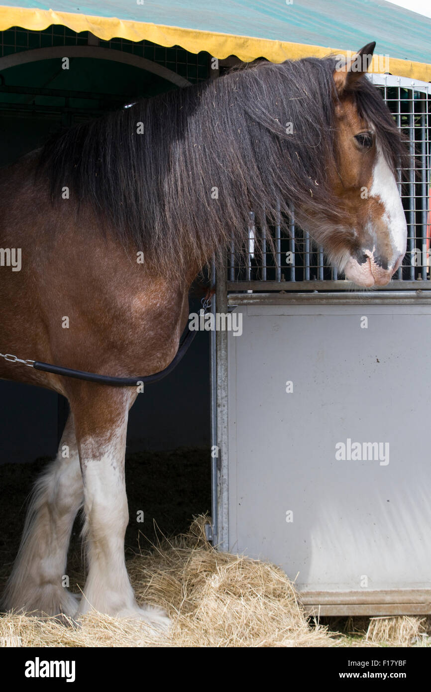 Adamas the Queens drum horse in his loose box Stock Photo