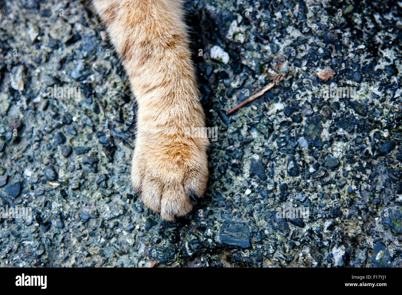 macro view of cat's leg Stock Photo Alamy