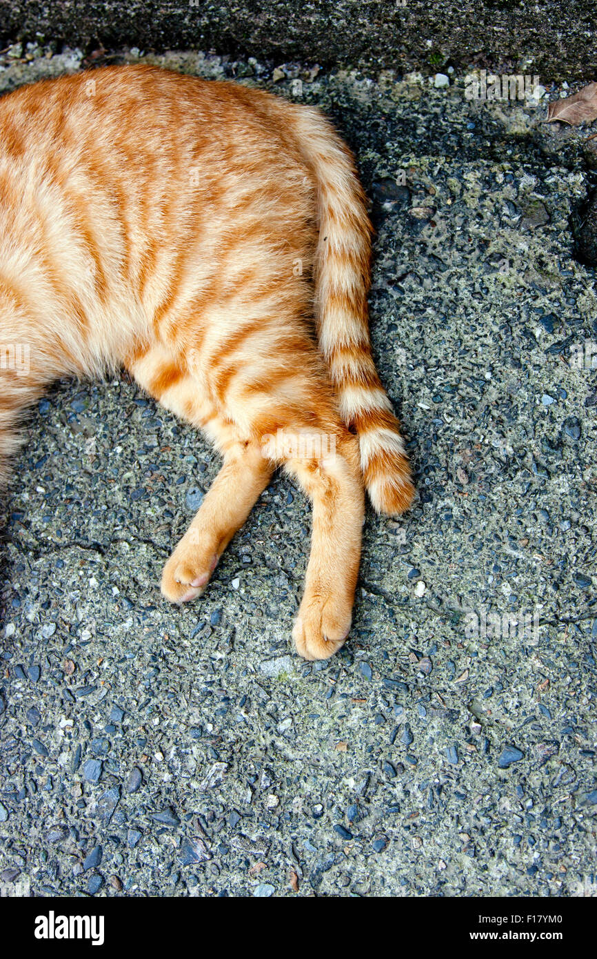 Cat stretch leg hires stock photography and images Alamy