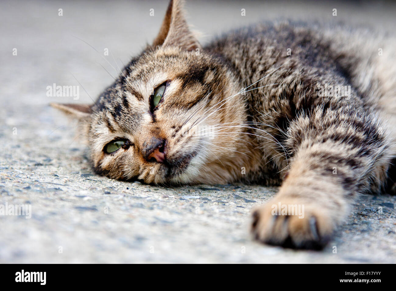 protrait of cat grey with black stripes napping on ground Stock Photo