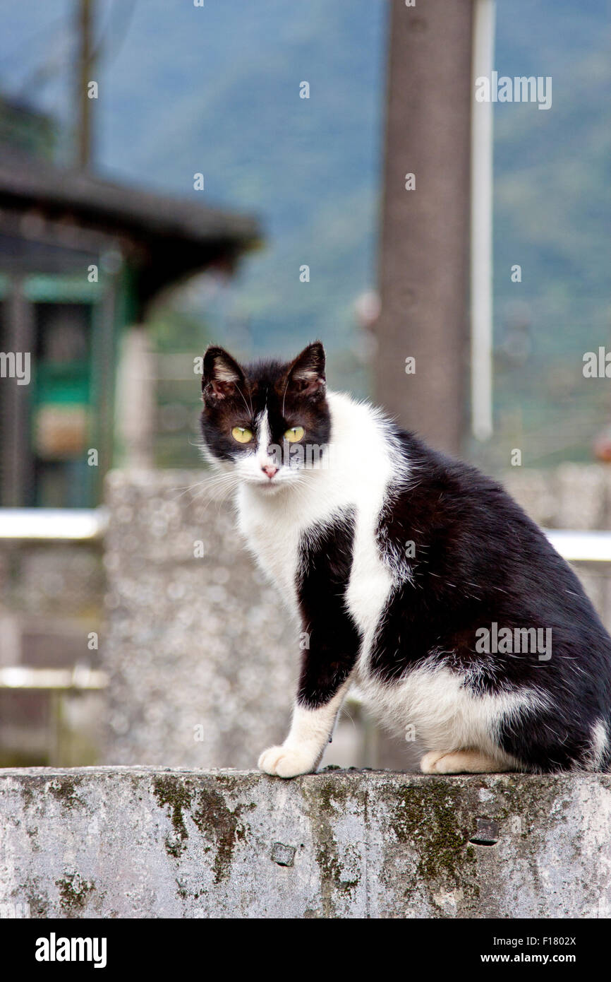 beautiful black cat with white color watching ahead Stock Photo