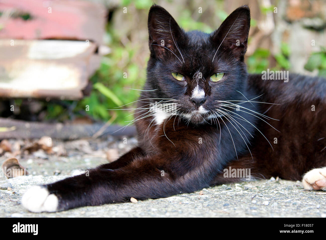 portrait of a cute black cat looking ahead Stock Photo