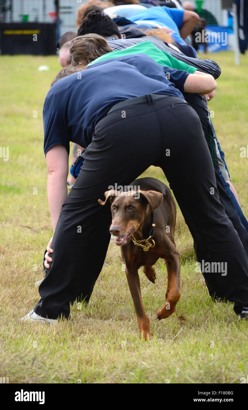 Dobermann dog running through a tunnel of people's legs at a country