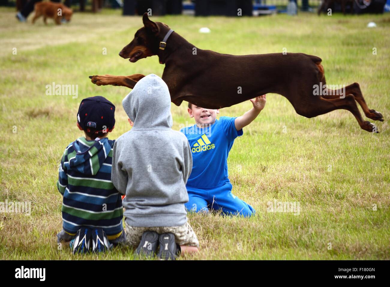 Dobermann dog jumping over children at a country fayre in Hampshire, England Stock Photo
