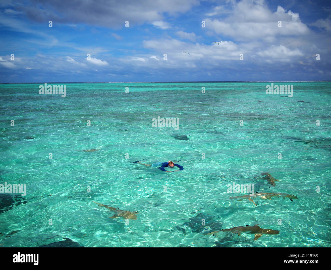 A tourist in sun protective swimwear snorkeling with sharks and