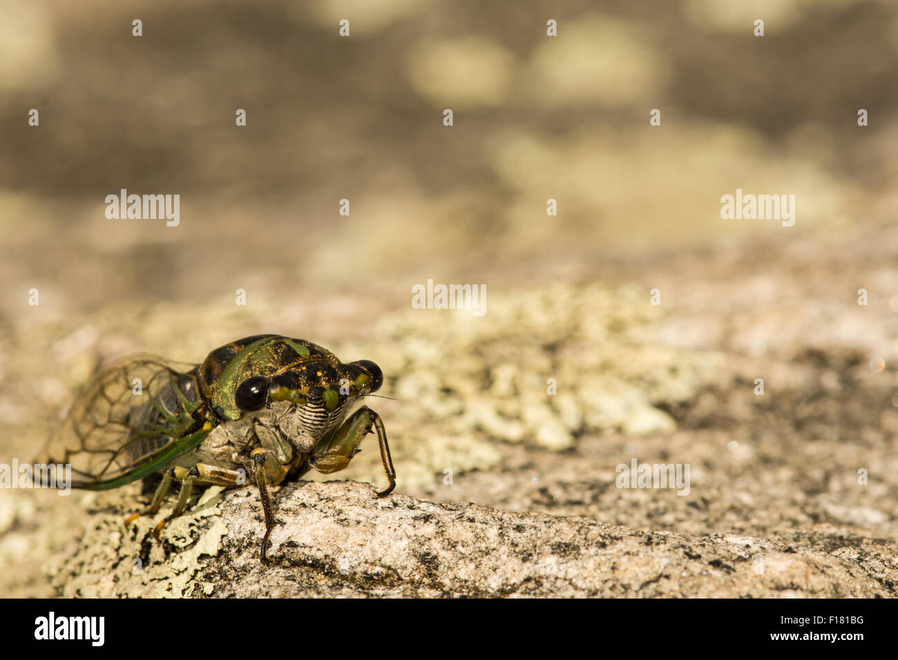 Dog-day Cicada Stock Photo