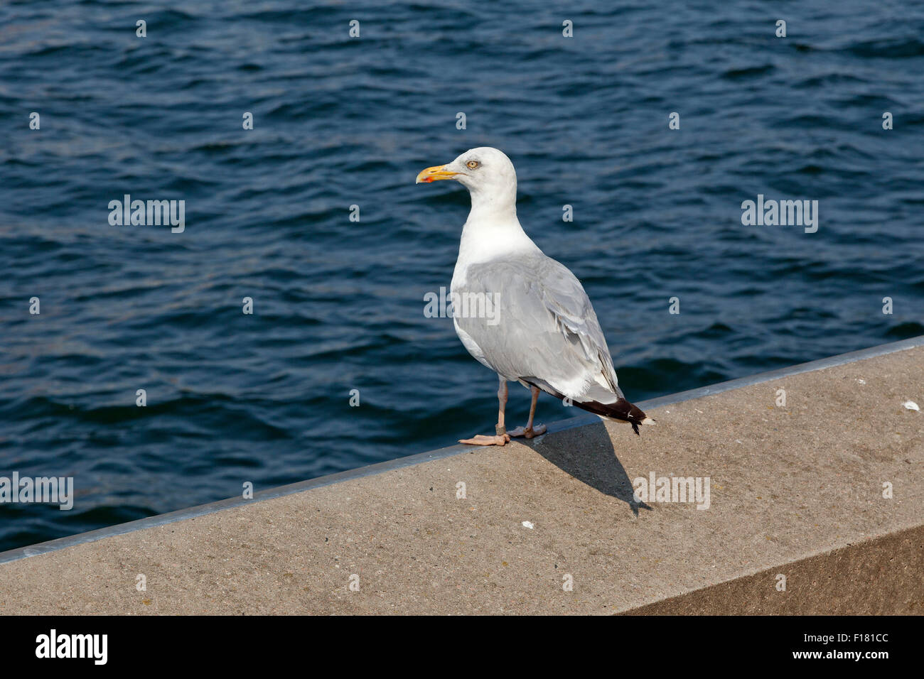 seagull, harbour, Kiel, Schleswig-Holstein, Germany Stock Photo