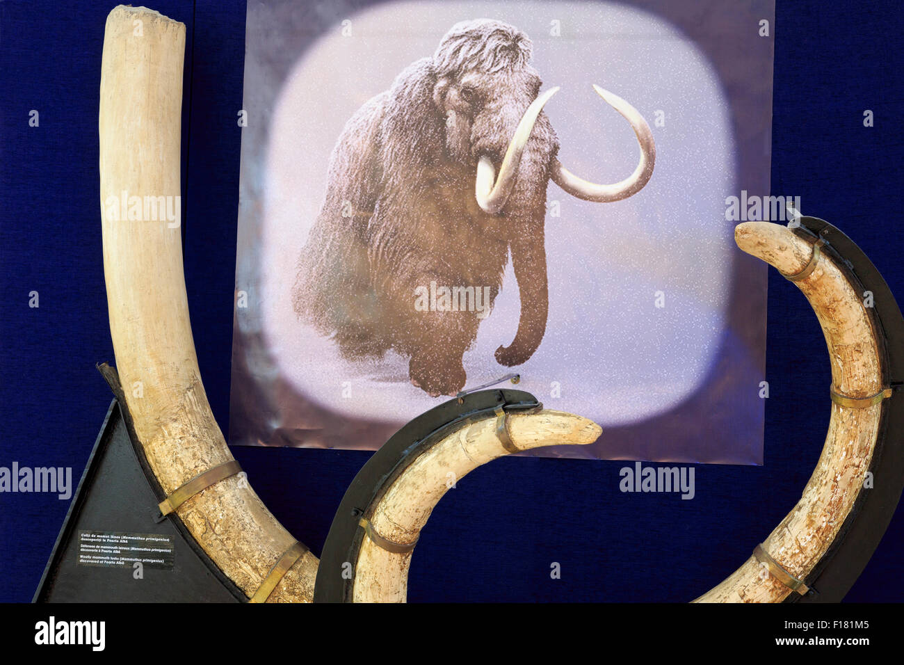 Mammoth tusks: mining, products 85 Mammoth tusks: mining, products 38