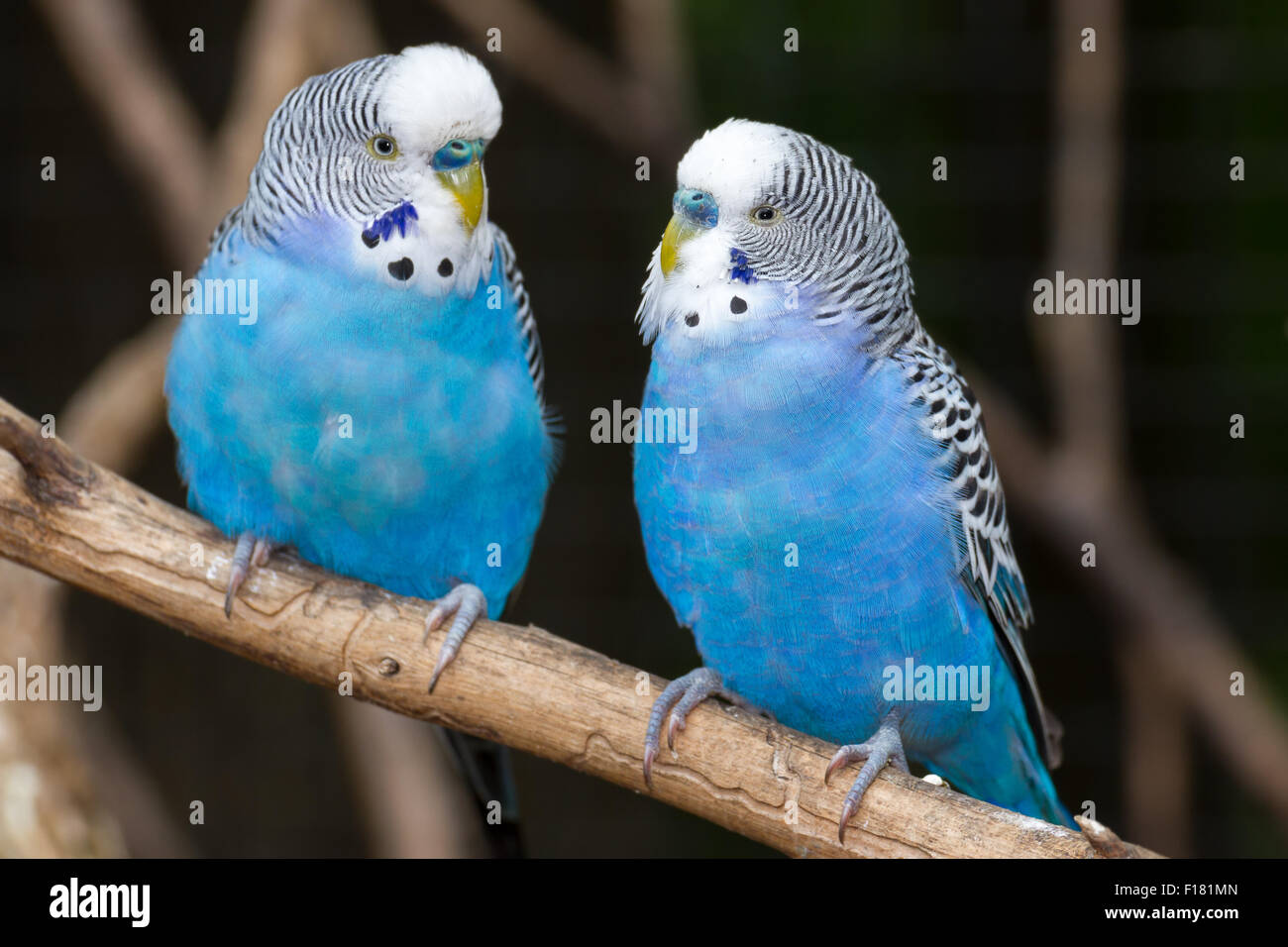 Two blue parakeets perched. Stock Photo