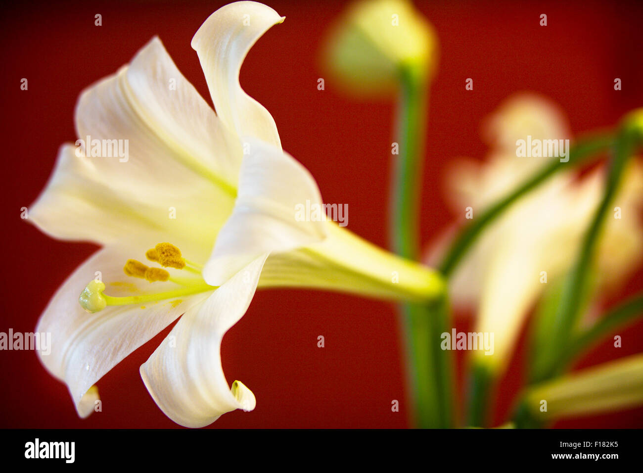 Blooming Lilium longiflorum or Easter Lilly with a deep red backdrop Stock Photo
