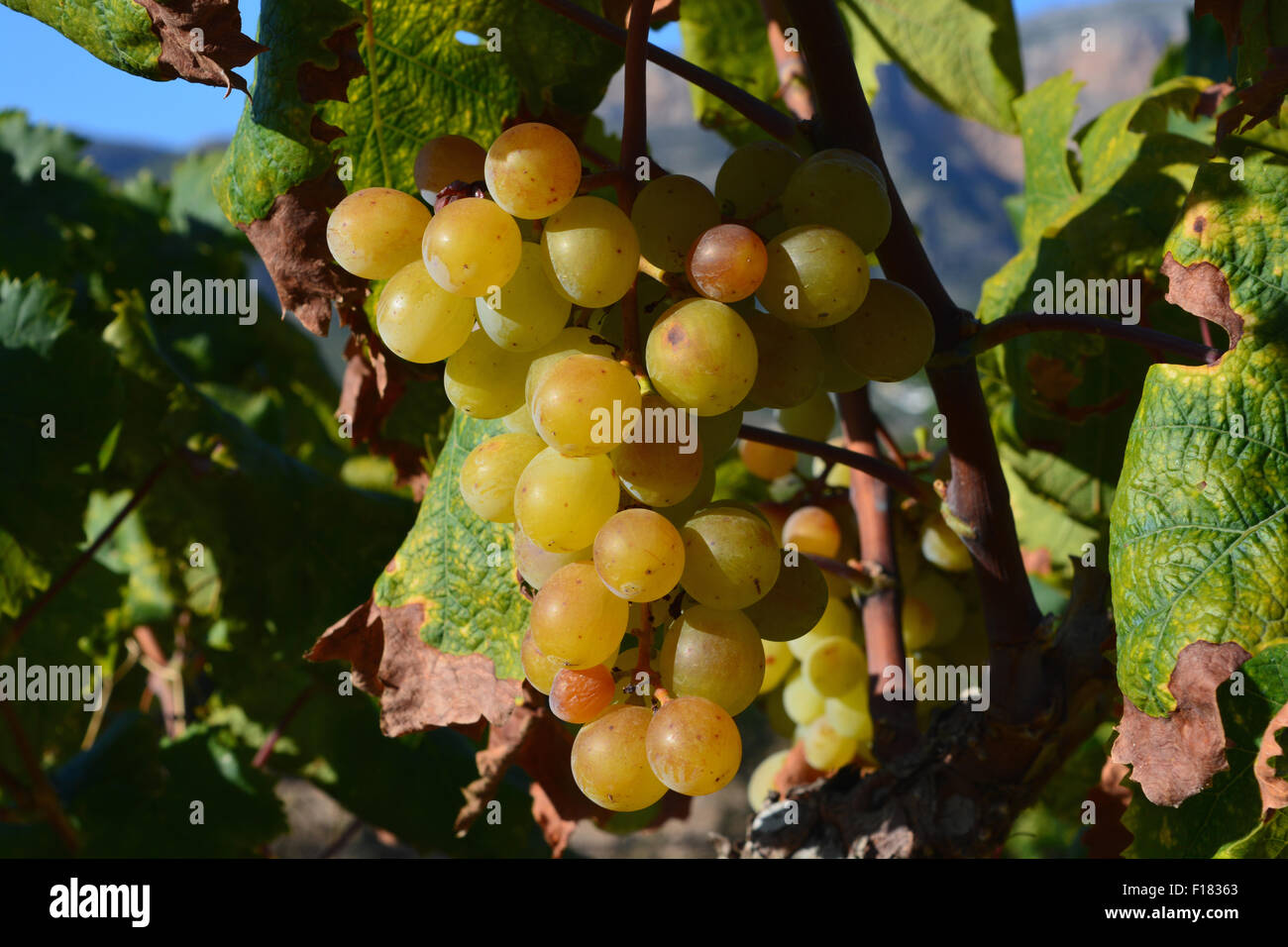 Muscat grapes growing on the vine in a vineyard between Gata de Gorgos and Javea on the Costa Blanca. Stock Photo