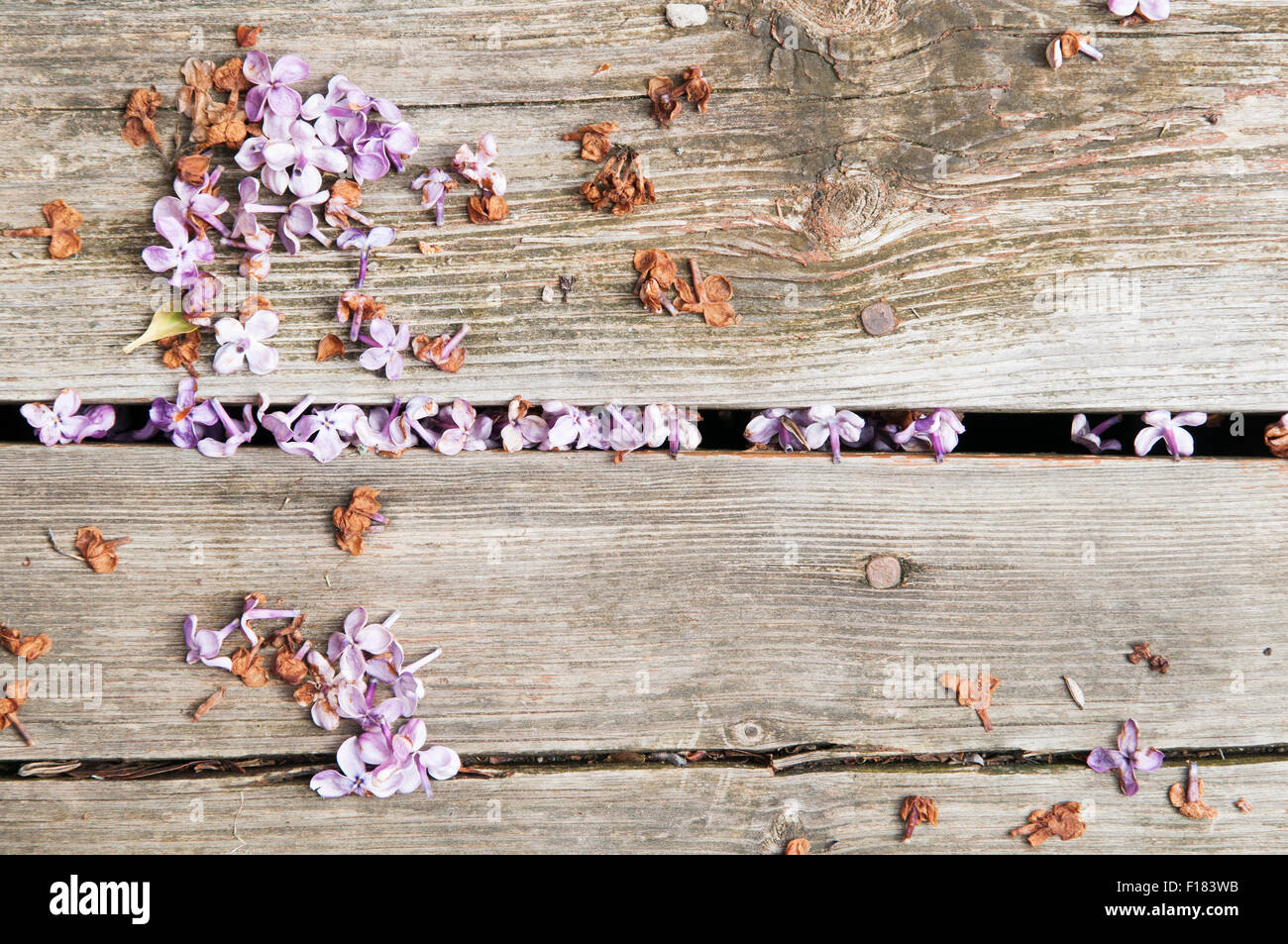 dead lilac flowers laying on deck boards Stock Photo Alamy