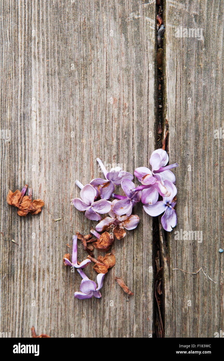 dead lilac flowers laying on deck boards Stock Photo Alamy
