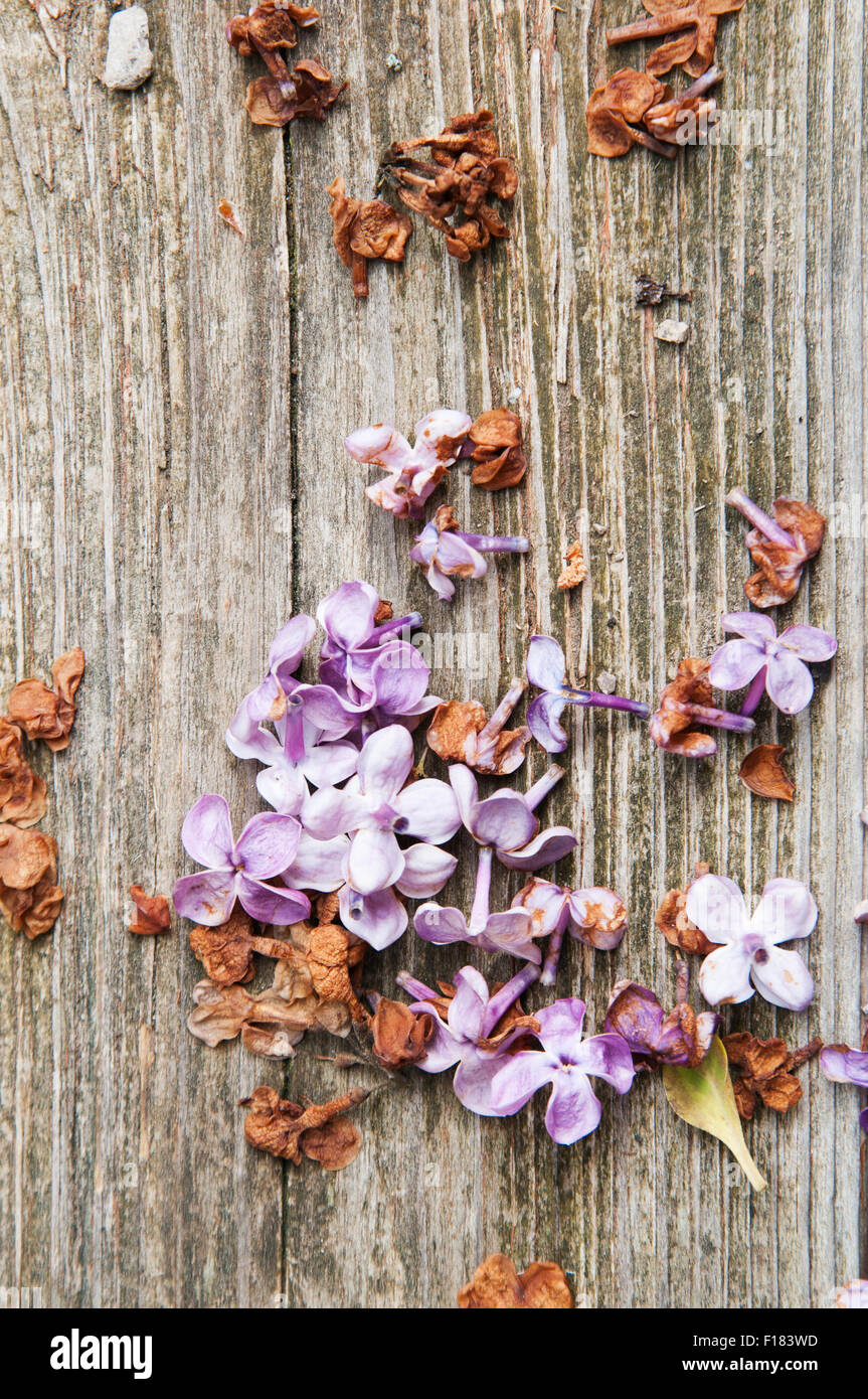 dead lilac flowers laying on deck boards Stock Photo Alamy