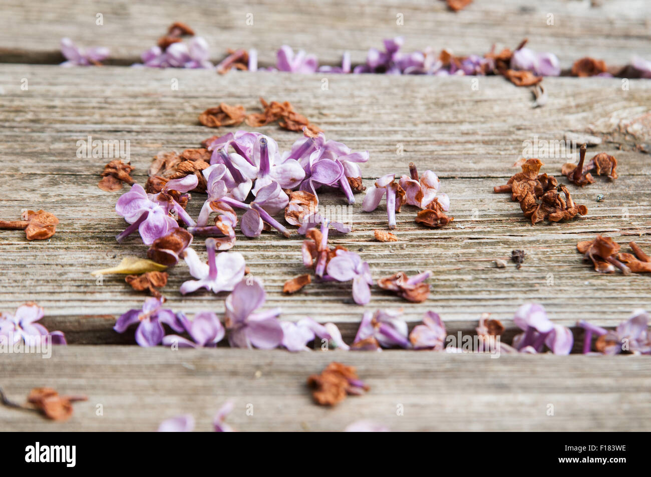 dead lilac flowers laying on deck boards Stock Photo Alamy