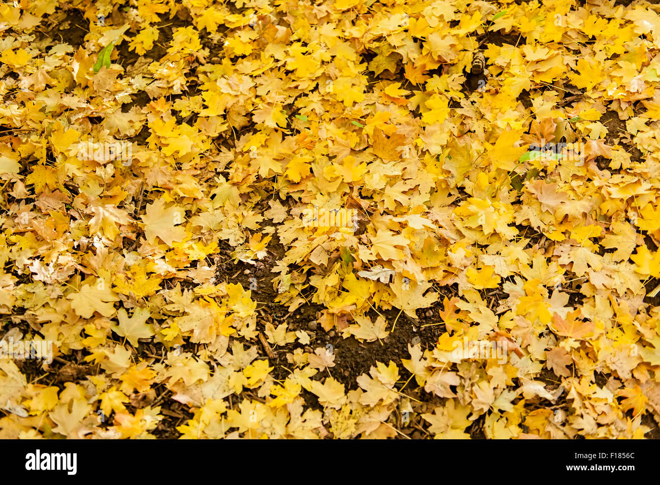 Golden carpet hi-res stock photography and images - Alamy