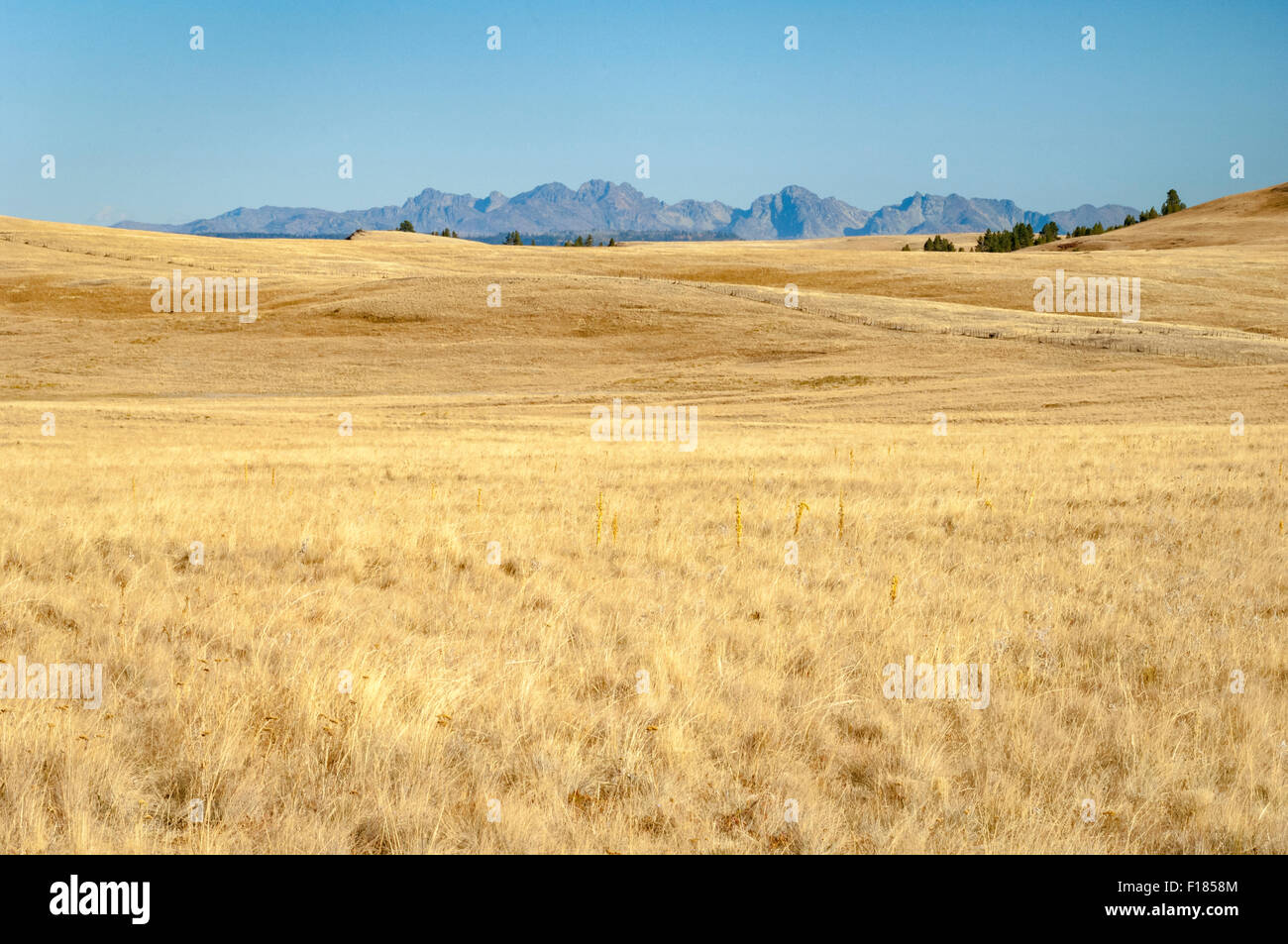 The Nature Conservancy's Zumwalt Prairie preserve; Wallowa County, northeast Oregon. Stock Photo