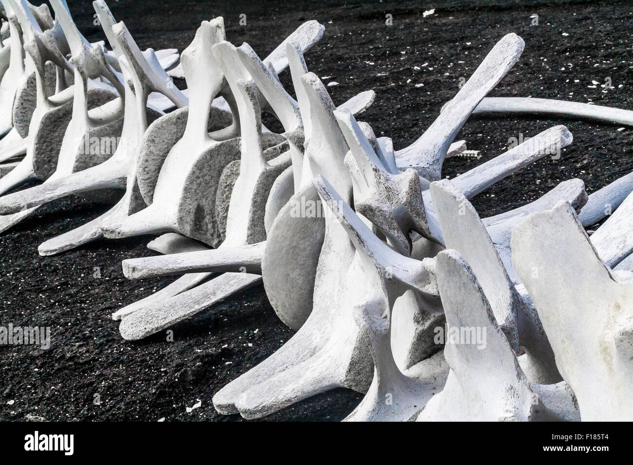 Whale bones on Beach Stock Photo - Alamy