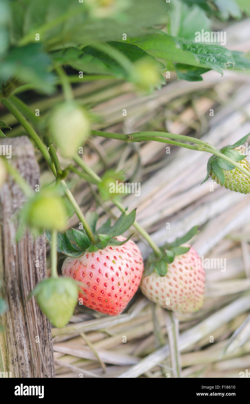 Strawberry plants already ripe to harvest Stock Photo - Alamy