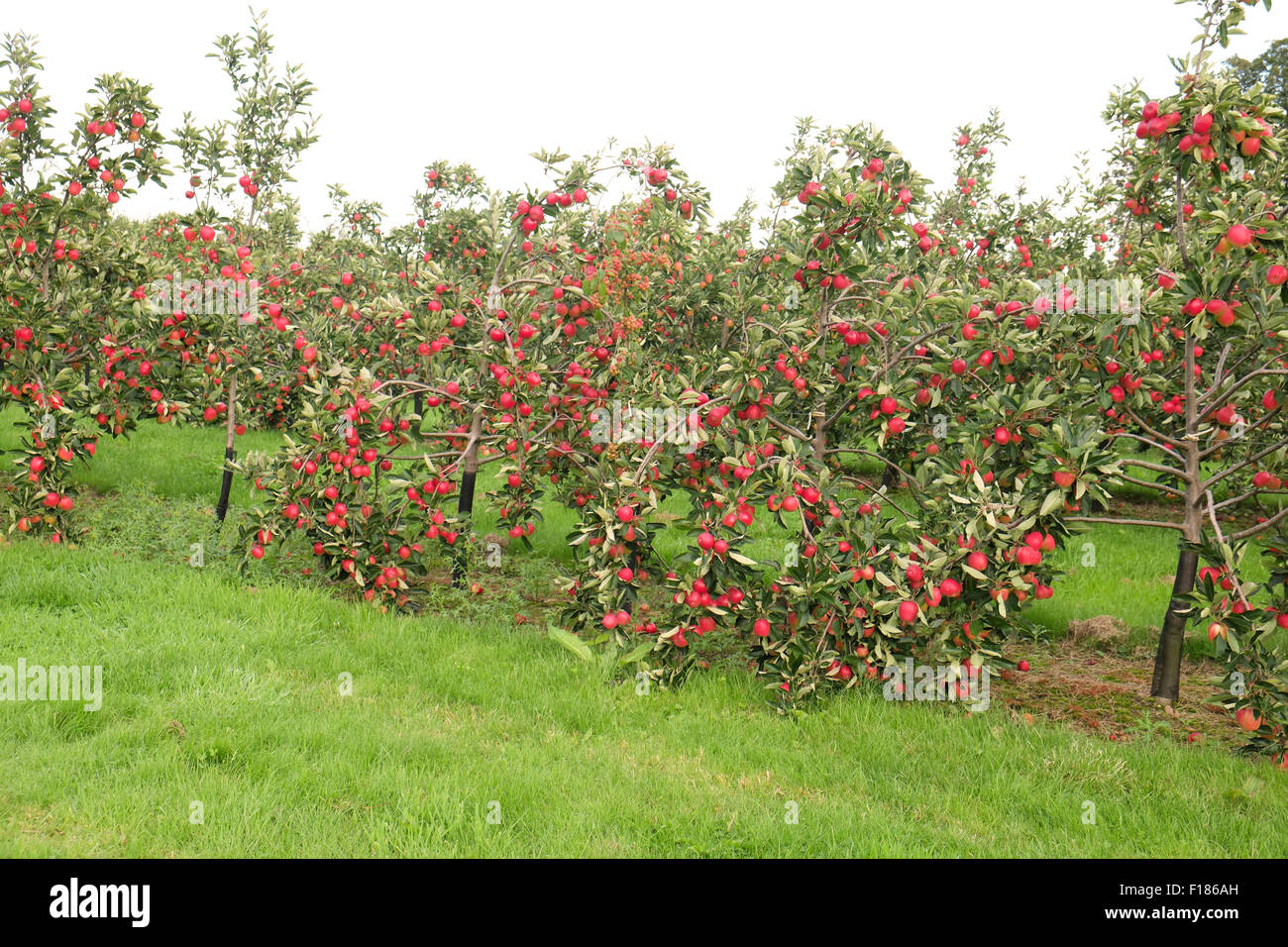 Cider apple trees in the orchards that belong to Thatchers, who make