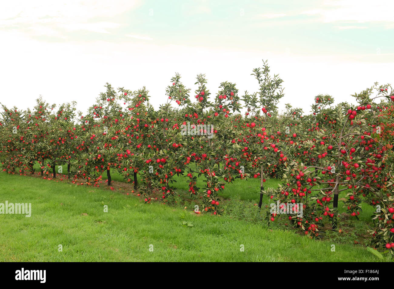 Cider apple trees in the orchards that belong to Thatchers, who make