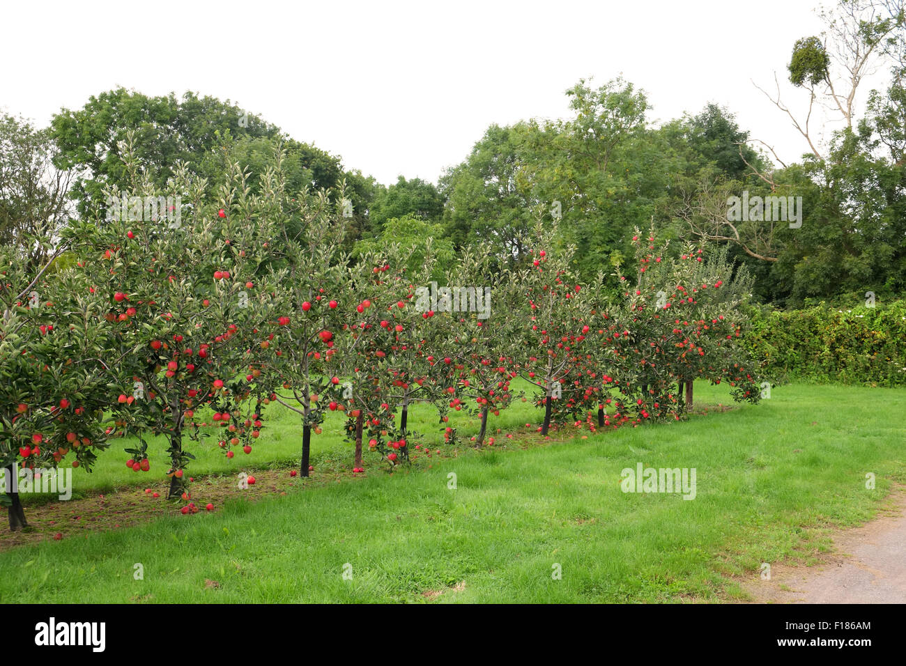 Cider apple trees in the orchards that belong to Thatchers, who make