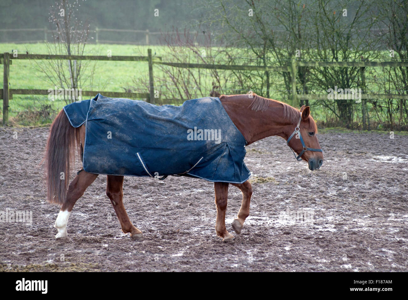 Muddy horse rug hires stock photography and images Alamy