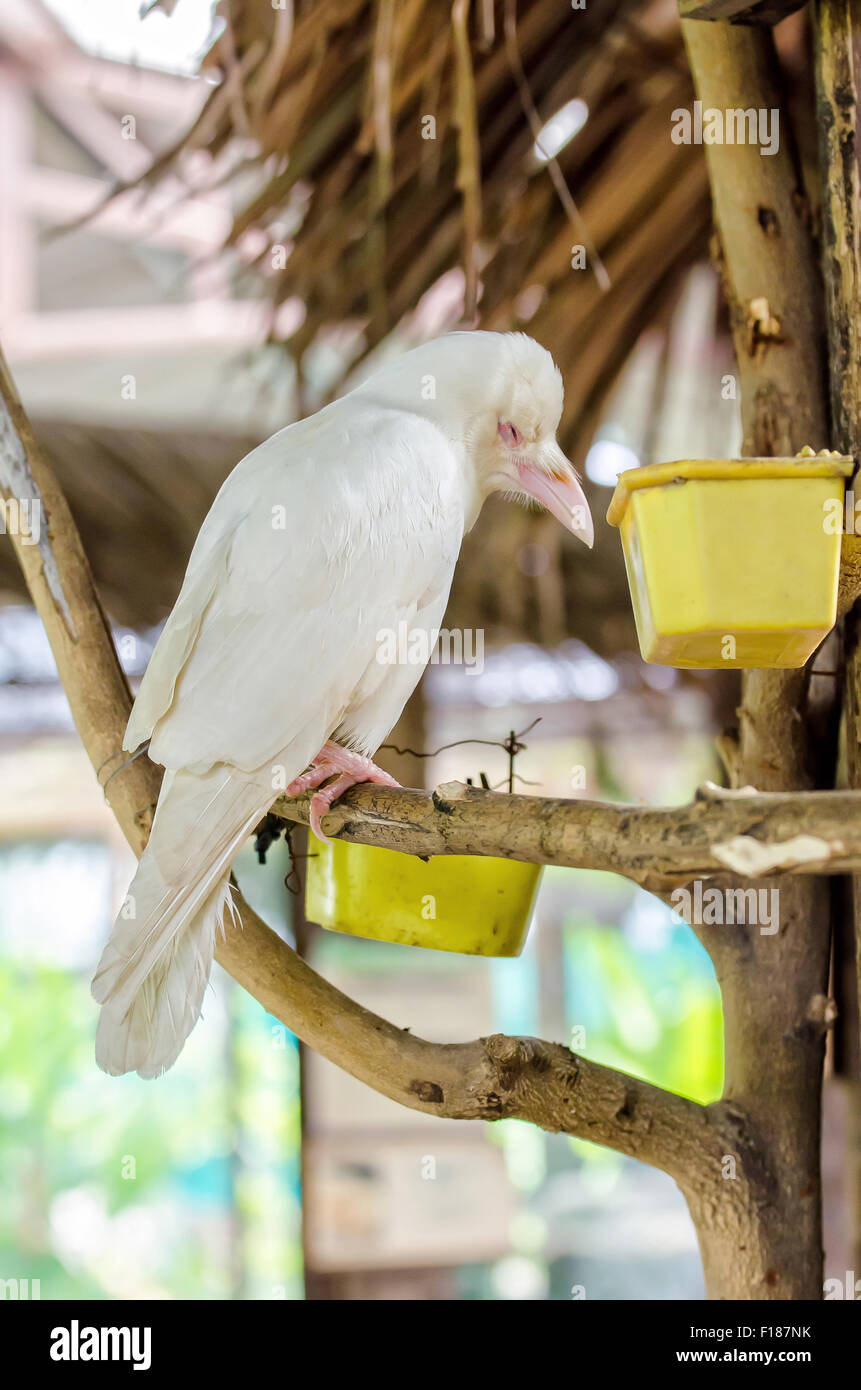 White crow resting on the branches Stock Photo - Alamy