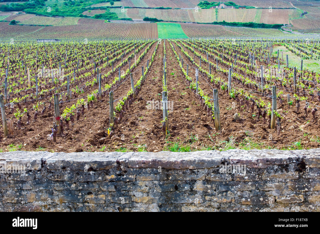 The stone wall and vineyards of Romanee-Conti in Burgundy, France Stock Photo