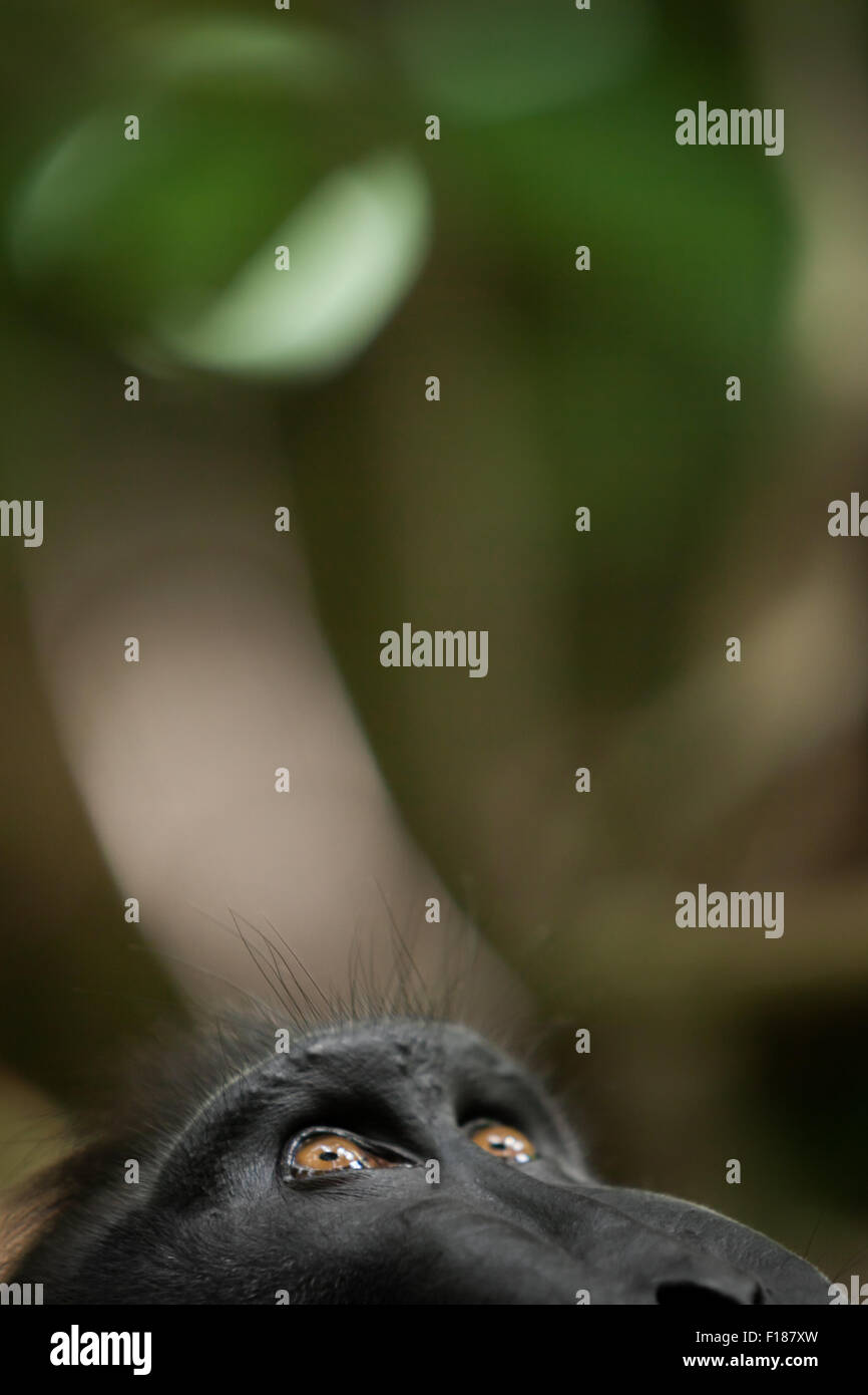 A Sulawesi black-crested macaque (Macaca nigra) looks up as it is resting on the floor of lowland rainforest in Tangkoko Nature Reserve, Indonesia. Stock Photo